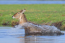 Waterbuck (Kobus ellipsiprymnus) crossing water, Chobe River, Botswana, November.