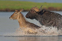 African / Cape buffalo (Syncerus caffer) and Waterbuck (Kobus ellipsiprymnus) crossing water, Chobe River, Botswana, November.