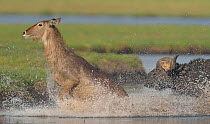 African / Cape buffalo (Syncerus caffer) and Waterbuck (Kobus ellipsiprymnus) crossing water, Chobe River, Botswana, November.