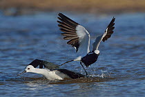 Black winged stilt (Himantopus himantopus) in territorial fight with Blacksmith plover (Vanellus armatus) taking off, Chobe River, Botswana, May.