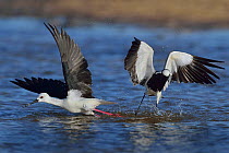 Black winged stilt (Himantopus himantopus) in territorial fight with Blacksmith plover (Vanellus armatus) taking off, Chobe River, Botswana, May.
