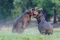 Two Hippopotamuses (Hippopotamus amphibius) fighting, Chobe River, Botswana, November.