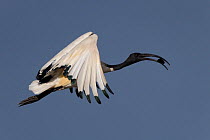African sacred ibis (Threskiornis aethiopicus) in flight with food in beak, Chobe River,  Botswana,