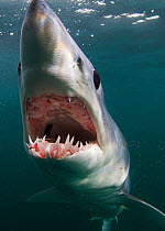 Mako shark (Isurus oxyrinchus) Cape Point, South Africa