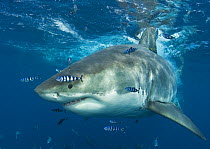 Great white shark (Carchardon carcharias) with Pilot fish (Naucrates ductor) Isla Guadalupe, Mexico