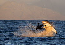 Great white shark (Carchardon carcharias) predating Cape fur seal (Arctocephalus pusilus) False Bay, South Africa