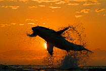 Great white shark (Carchardon carcharias) breaching on seal decoy at dawn, False Bay, South Africa