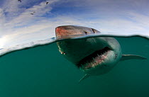 Great white shark (Carchardon carcharias) Gansbaai, South Africa