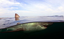 Great white shark (Carchardon carcharias) Gansbaai, South Africa