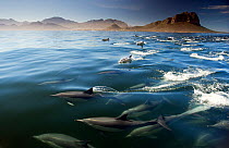 Common dolphin (Delphinus delphis) False Bay, Cape Town, South Africa