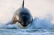 Orca (Orcinus orca) breaching, False Bay, South Africa