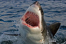 Great white shark (Carchardon carcharias) False Bay, South Africa
