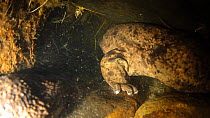Male Japanese giant salamander (Andrias japonicus) protecting its nest from another intruding male, Hino River, Tottori-ken, Japan, September.