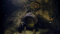 Japanese giant salamander (Andrias japonicus) emerging from hole and reaching up to the surface in order to breathe, Hino River, Tottori-ken, Japan, September.