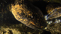Male Japanese giant salamanders (Andrias japonicus) eating the eggs of another pair, Hino River, Tottori-ken, Japan, September.