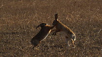 Two European hares (Lepus europaeus) boxing in a field, Germany, March.