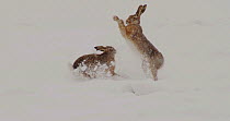 Two European hares (Lepus europaeus) boxing in a snow covered field, Germany, March.