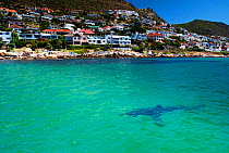 Great white shark (Carchardon carcharias) swimming at surface near Fish Hoek Beach, False Bay, South Africa
