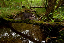 Raccoon (Procyon lotor) introduced species, crossing fallen tree over stream, Black Forest, Baden-Wurttemberg, Germany. July.