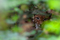 Eurasian lynx (Lynx lynx) peering through forest undergrowth, Black Forest, Baden-Wurttemberg, Germany. July.  Captive.