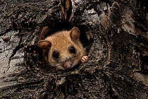 Edible dormouse (Glis glis) in tree hole, Black Forest, Baden-Wurttemberg, Germany. July.