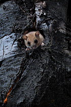Edible dormouse (Glis glis) in tree hole, Black Forest, Baden-Wurttemberg, Germany. July.