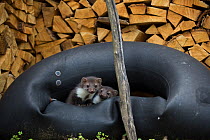 Beech / Stone marten (Martes martes) juveniles in tire by wood store, Black Forest, Baden-Wurttemberg, Germany. May.