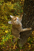 Wild cat (Felis silvestris) climbing tree, Black Forest, Baden-Wurttemberg, Germany. October.