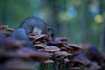 Edible dormouse (Glis glis) feeding on mushroom, Black Forest, Baden-Wurttemberg, Germany. October.