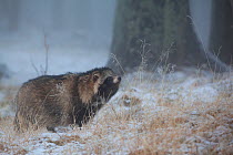 Raccoon dog (Nyctereutes procyonoides) sniffing the air, introduced species, Black Forest, Baden-Wurttemberg, Germany. January.