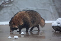 Raccoon dog (Nyctereutes procyonoides) walking on ice, introduced species, Black Forest, Baden-Wurttemberg, Germany. January.