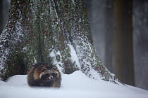 Raccoon dog (Nyctereutes procyonoides) in snowy forest, introduced species, Black Forest, Baden-Wurttemberg, Germany. January.
