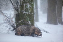 Raccoon dog (Nyctereutes procyonoides) in snow, introduced species, Black Forest, Baden-Wurttemberg, Germany. January.