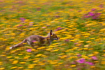 Red fox (Vulpes vulpes) running through buttercups, Black Forest, Baden-Wurttemberg, Germany. May.