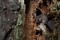 Edible dormouse (Glis glis) by tree hole, Black Forest, Baden-Wurttemberg, Germany. July.