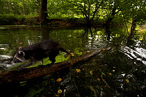 Raccoon (Procyon lotor) walking on tree trunk across water, introduced species, Black Forest, Baden-Wurttemberg, Germany. August.