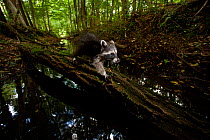Raccoon (Procyon lotor) walking across tree trunk across stream, introduced species, Black Forest, Baden-Wurttemberg, Germany. August.