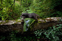 Raccoon (Procyon lotor) jumping across gap in stone bridge, introduced species, Black Forest, Baden-Wurttemberg, Germany. August.