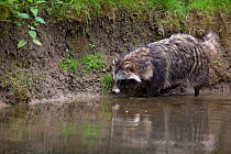 Raccoon dog (Nyctereutes procyonoides) walking along river bank, introduced species, Black Forest, Baden-Wurttemberg, Germany.