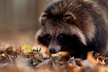 Raccoon dog (Nyctereutes procyonoides) portrait, introduced species, Black Forest, Baden-Wurttemberg, Germany. March.
