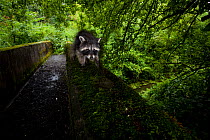 Raccoon (Procyon lotor) crossing stone bridge across stream, introduced species, Black Forest, Baden-Wurttemberg, Germany. July.