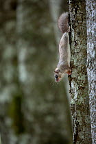 Edible dormouse (Glis glis) with food in paw, climbing down tree trunk, Black Forest, Baden-Wurttemberg, Germany. May.