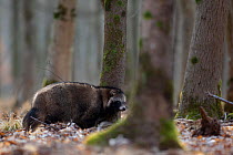 Raccoon dog (Nyctereutes procyonoides) walking in forest, introduced species, Black Forest, Baden-Wurttemberg, Germany. March.