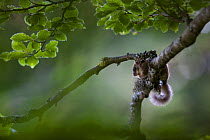 Edible dormouse (Glis glis) on beech tree branch, Black Forest, Baden-Wurttemberg, Germany. May.