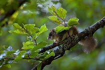 Edible dormouse (Glis glis) on beech tree branch, Black Forest, Baden-Wurttemberg, Germany. May.