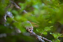 Edible dormouse (Glis glis) on beech branch, Black Forest, Baden-Wurttemberg, Germany. May.