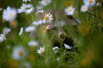 Raccoon dog (Nyctereutes procyonoides) in Ox-eye daisies, introduced species, Black Forest, Baden-Wurttemberg, Germany. May.
