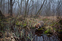 Raccoon dog (Nyctereutes procyonoides) at small pond in woodland, introduced species, Black Forest, Baden-Wurttemberg, Germany. February. March.