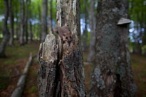 Edible dormouse (Glis glis) on fallen tree stump, Black Forest, Baden-Wurttemberg, Germany. May.