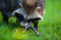 Raccoon dog (Nyctereutes procyonoides) with mouse prey, introduced species, Black Forest, Baden-Wurttemberg, Germany. May.